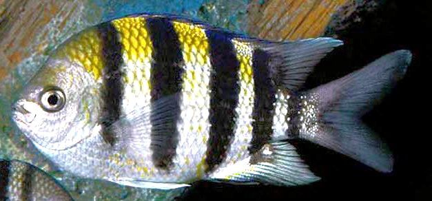 Abudefduf saxatilis_006